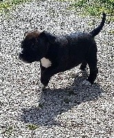 De L'Ange Du Jura - Staffordshire Bull Terrier - Portée née le 25/02/2017