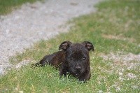 De L'Ange Du Jura - Staffordshire Bull Terrier - Portée née le 06/05/2019