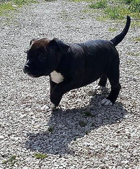 De L'Ange Du Jura - Staffordshire Bull Terrier - Portée née le 25/02/2017