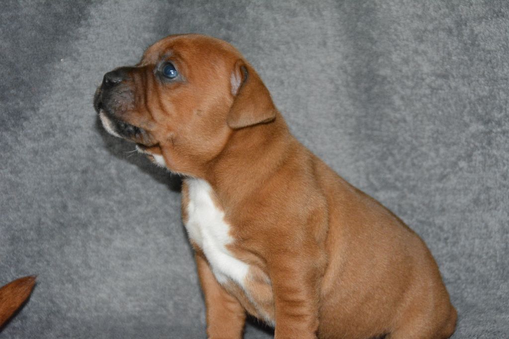 De L'Ange Du Jura - Staffordshire Bull Terrier - Portée née le 22/04/2018