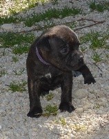 Pookie