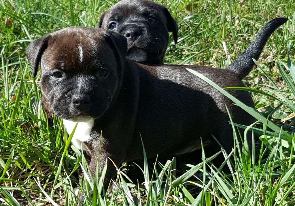 De L'Ange Du Jura - Staffordshire Bull Terrier - Portée née le 25/02/2017